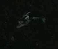 Der D7-Kreuzer enttarnt sich